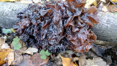 Phaeotremella frondosa