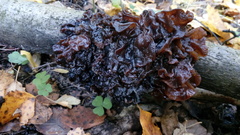 Phaeotremella frondosa
