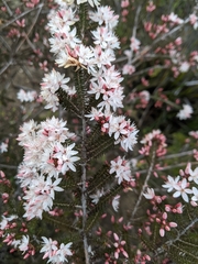 Calytrix alpestris