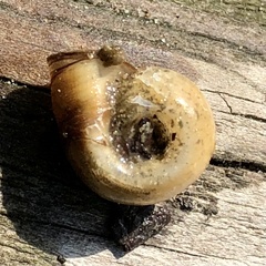 Planorbella campanulata