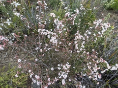 Calytrix alpestris