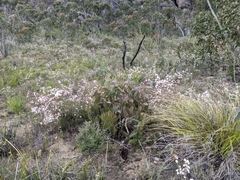 Calytrix alpestris