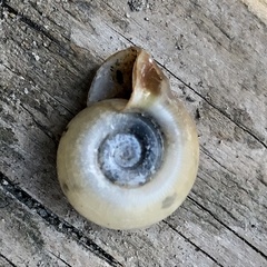Planorbella campanulata