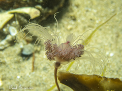 Tubulariidae