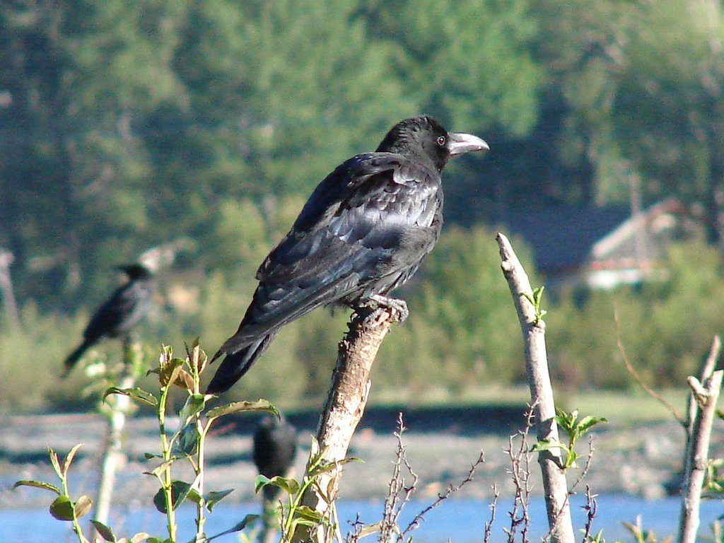 Large-billed Crow