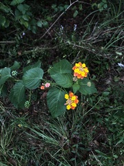 Lantana × strigocamara