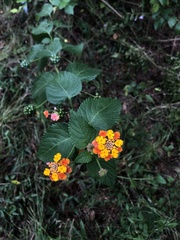 Lantana × strigocamara