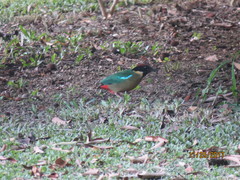 Pitta versicolor