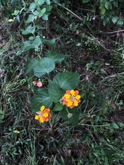 Lantana × strigocamara