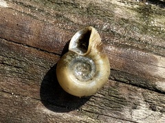 Planorbella campanulata