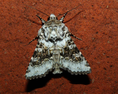 Broad-barred White, photo 6 of 10