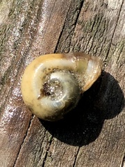 Planorbella campanulata
