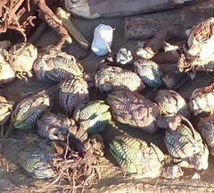 Haworthiopsis fasciata