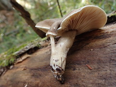 Lactarius fumosus