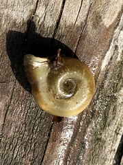 Planorbella campanulata