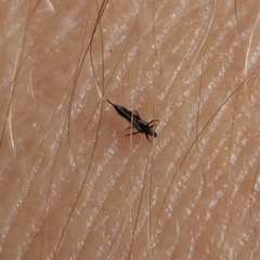 Klambothrips myopori