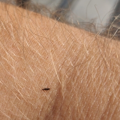 Klambothrips myopori