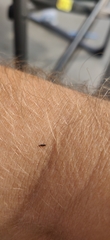 Klambothrips myopori