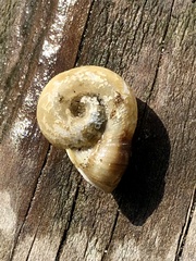 Planorbella campanulata