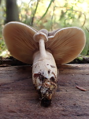 Lactarius fumosus