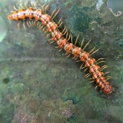Helicorthomorpha