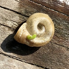 Planorbella campanulata