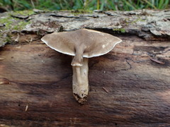 Lactarius fumosus