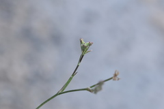 Seseli tommasinii