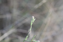 Seseli tommasinii