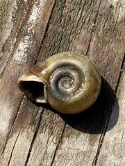 Planorbella campanulata