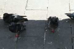 Columba livia domestica