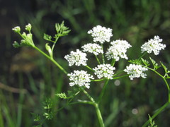 Oenanthe aquatica