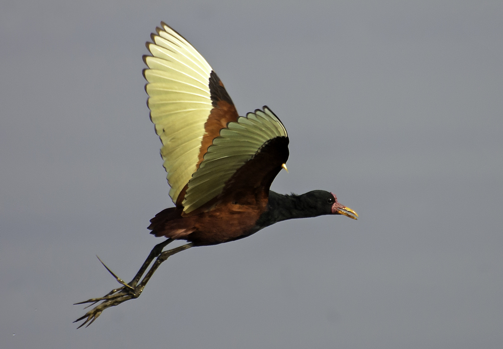 South American Wattled Jacana