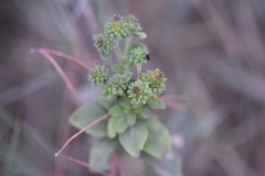 Pentanema squarrosum