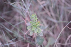 Pentanema squarrosum