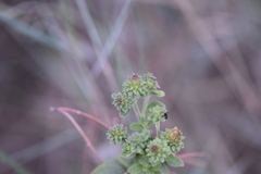 Pentanema squarrosum