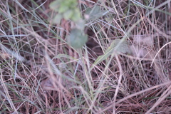 Pentanema squarrosum