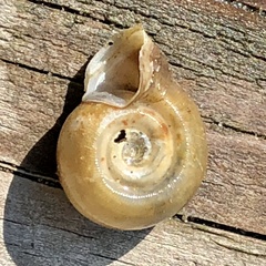 Planorbella campanulata