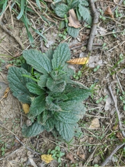 Ajuga genevensis