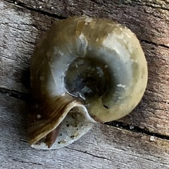 Planorbella campanulata