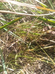 Fimbristylis annua