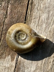 Planorbella campanulata