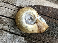 Planorbella campanulata