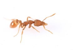 Strumigenys pergandei