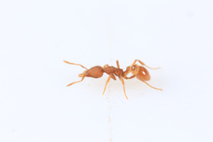 Strumigenys pergandei