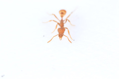 Strumigenys pergandei