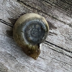 Planorbella campanulata