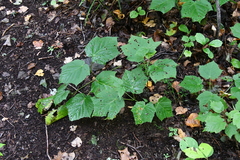 Acer tegmentosum