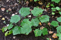Acer tegmentosum