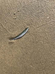 Atherinops affinis